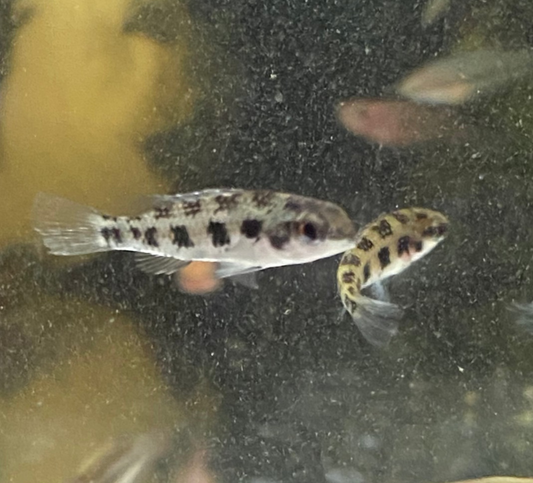 Checkerboard Cichlid
