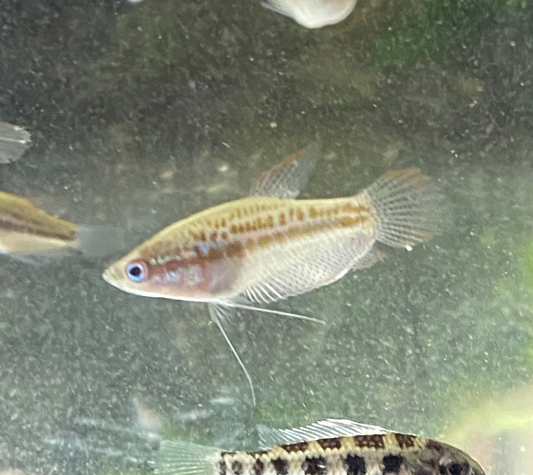 Sparkling Gourami - Trichopsis pumilus