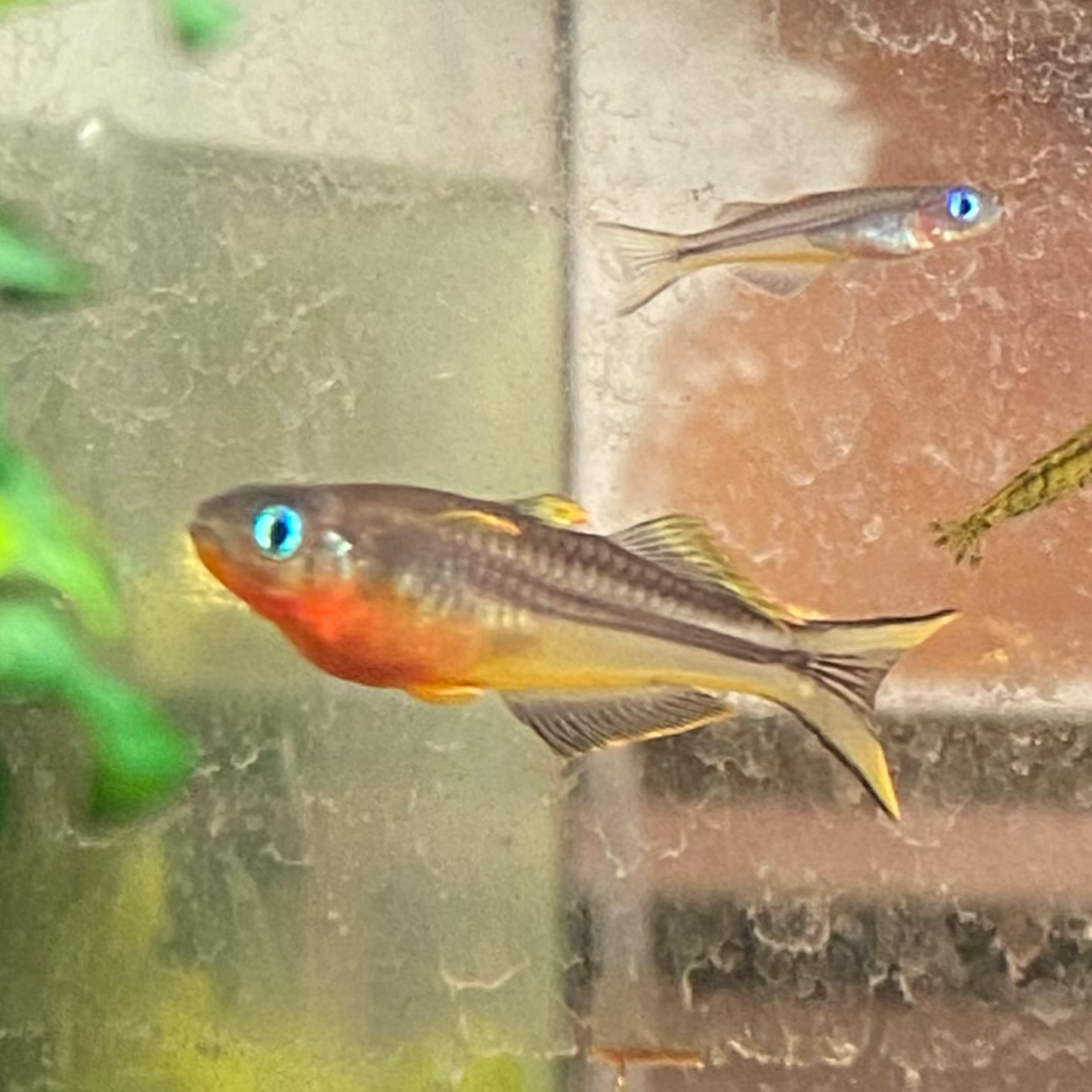 Forktail Rainbow - Pseudomungil Furcata