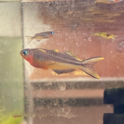Forktail Rainbow - Pseudomungil Furcata
