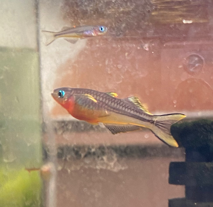 Forktail Rainbow - Pseudomungil Furcata