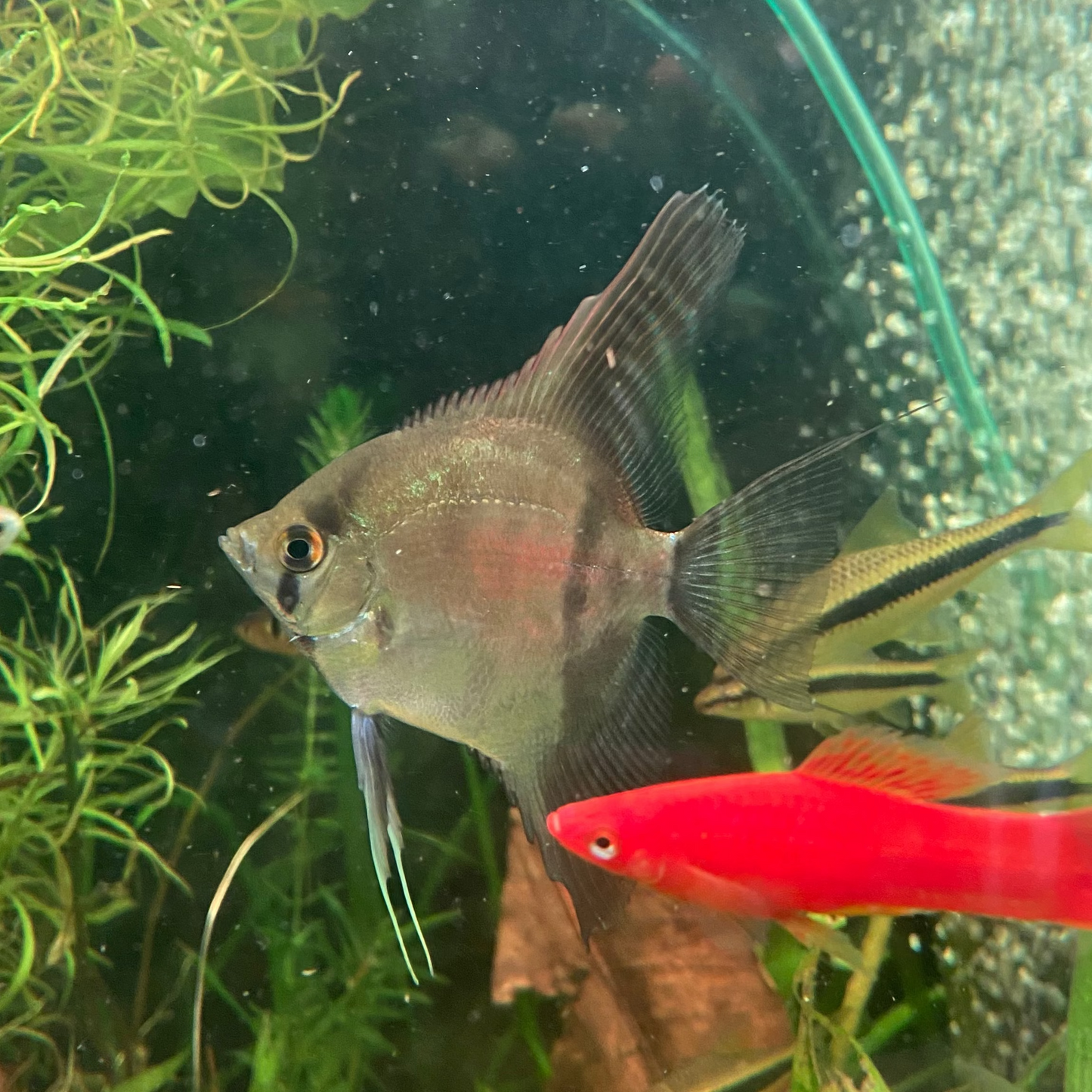 Rio Nanay Peru Angelfish - Pterophyllum Scalare