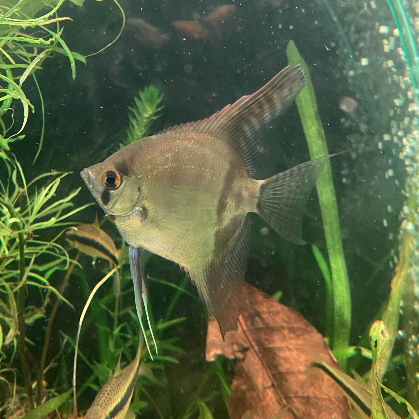 Rio Nanay Peru Angelfish - Pterophyllum Scalare