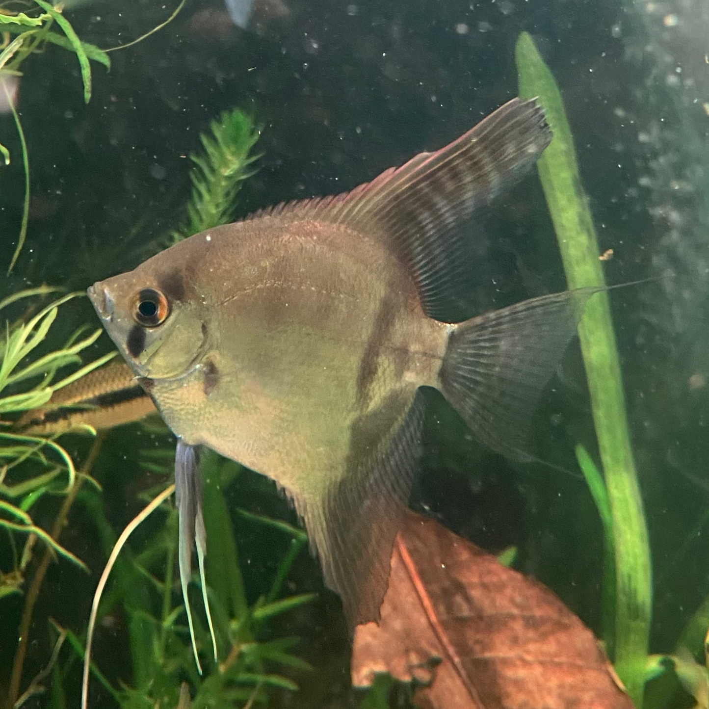 Rio Nanay Peru Angelfish - Pterophyllum Scalare