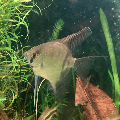 Rio Nanay Peru Angelfish - Pterophyllum Scalare