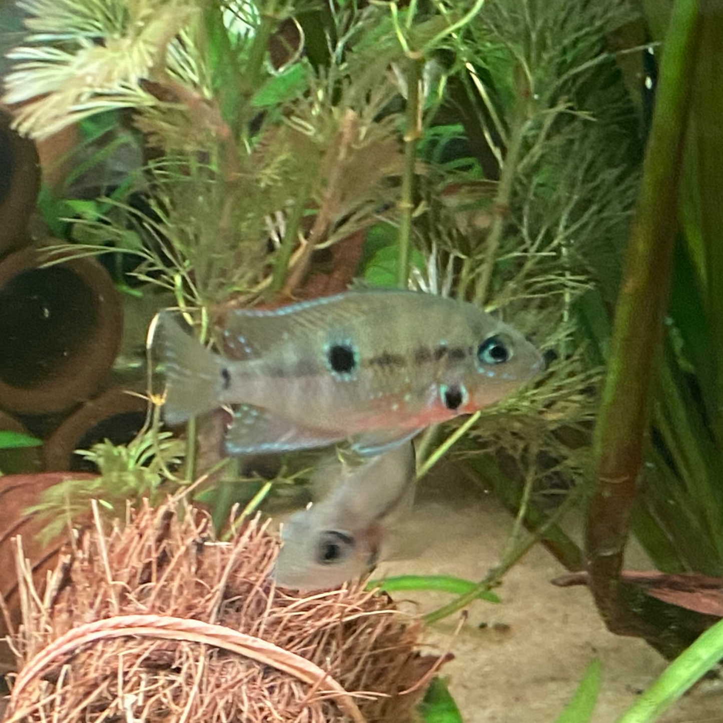 Firemouth Cichlid - Thorichthys Meeki