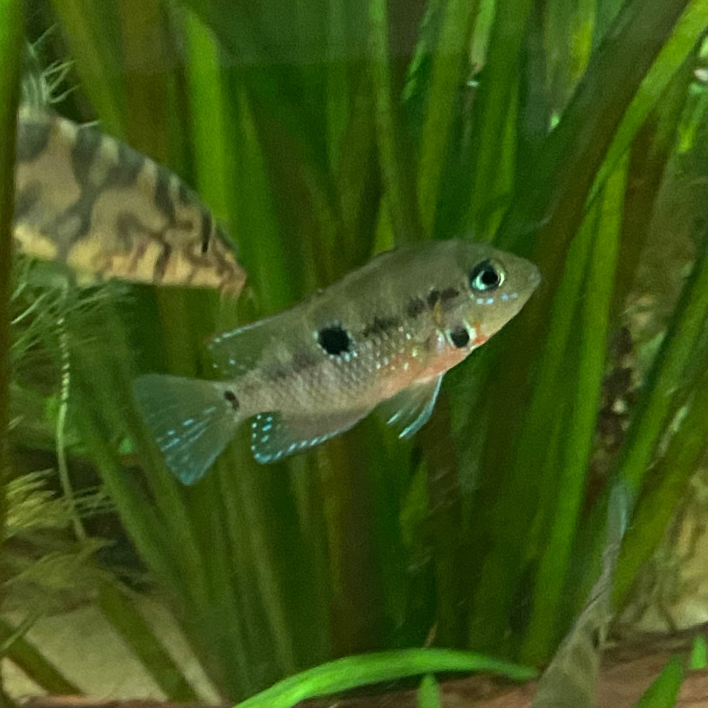Firemouth Cichlid - Thorichthys Meeki
