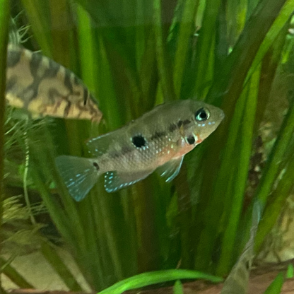 Firemouth Cichlid - Thorichthys Meeki