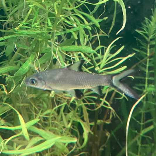 Bala Shark - Balantiocheilos Melanopterus