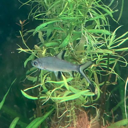 Bala Shark - Balantiocheilos Melanopterus