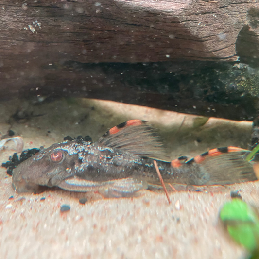 Three Beacon Pleco L-091 - Leporacanthicus Triactis
