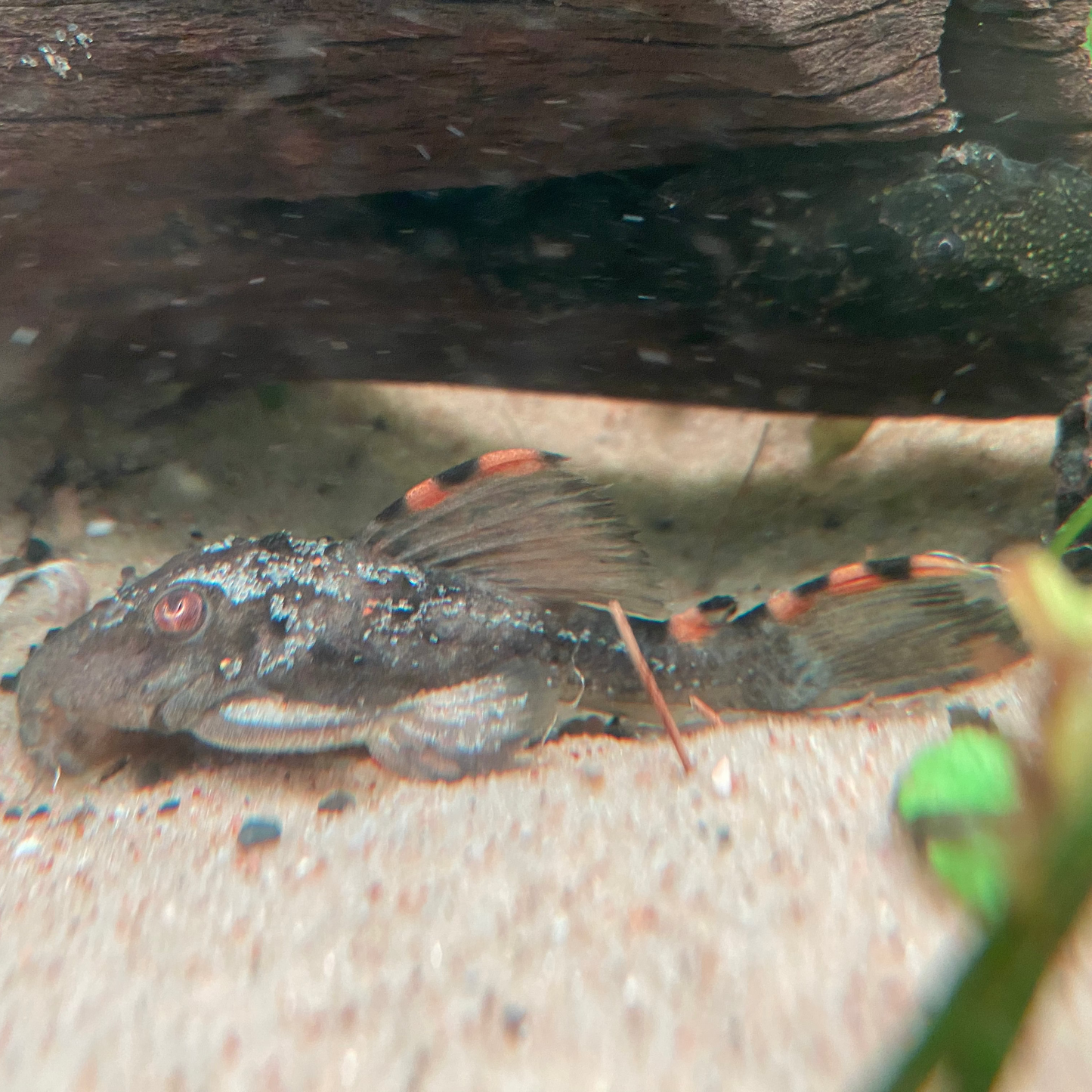 Three Beacon Pleco L-091 - Leporacanthicus Triactis