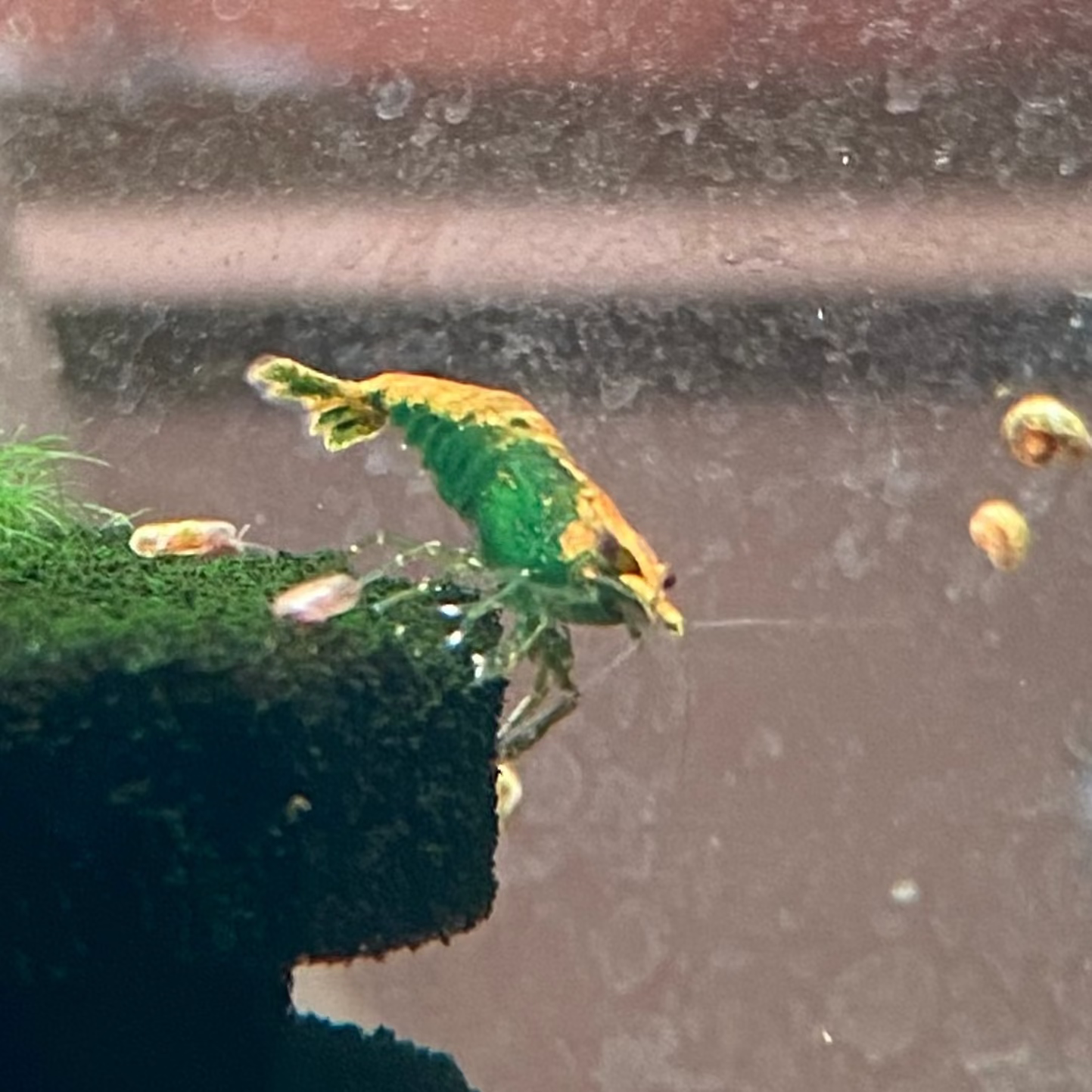 Green Fire Shrimp