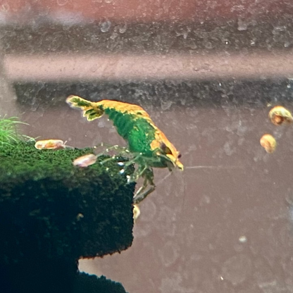 Green Fire Shrimp