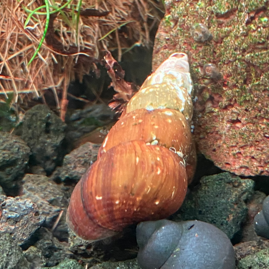Orange Poso Rabbit Snail