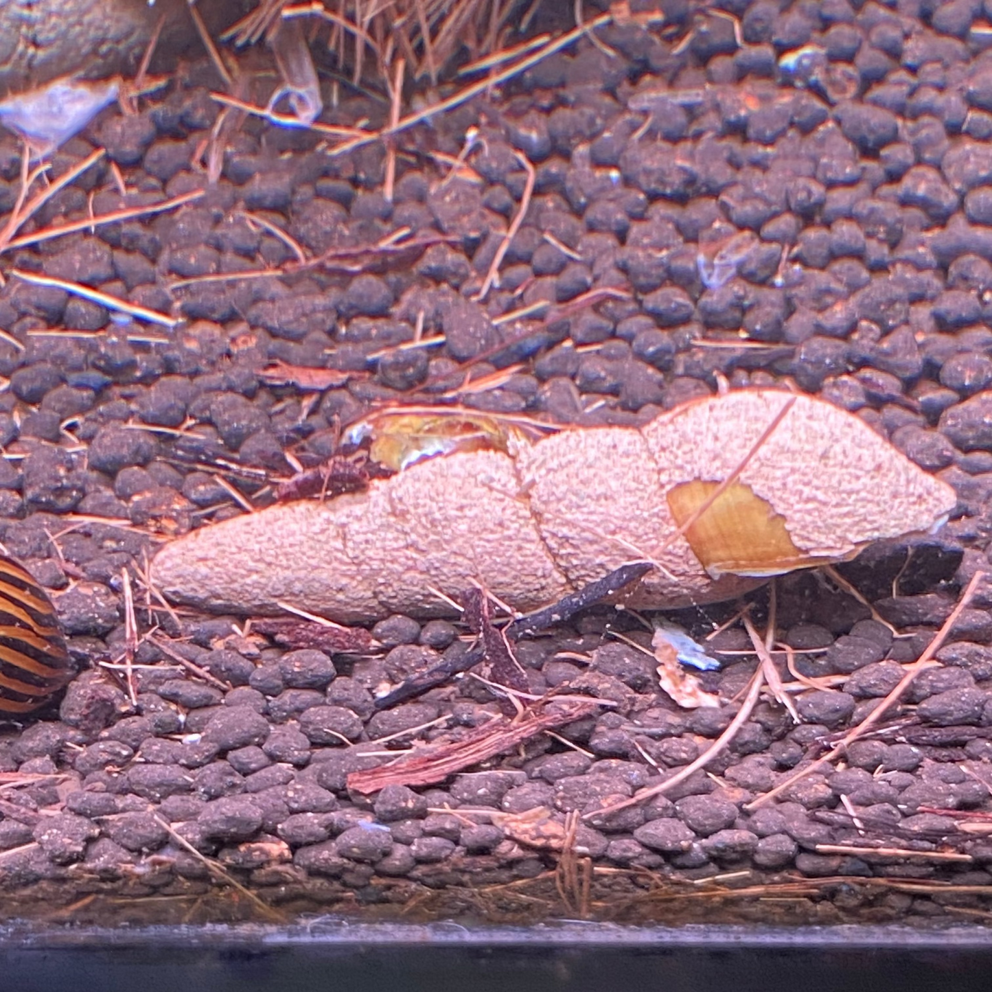 Chocolate Orange Rabbit Snail