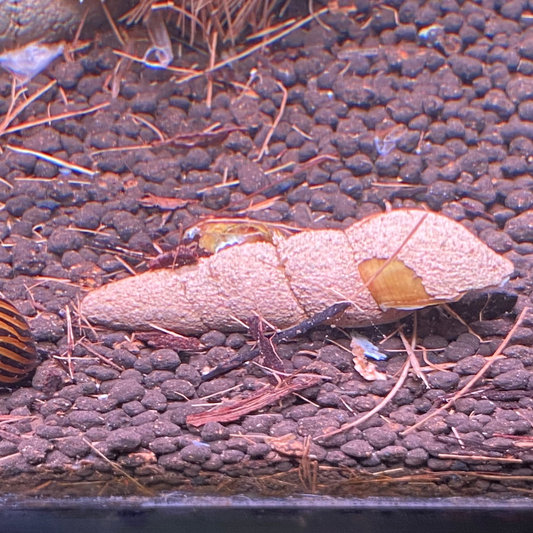 Chocolate Orange Rabbit Snail