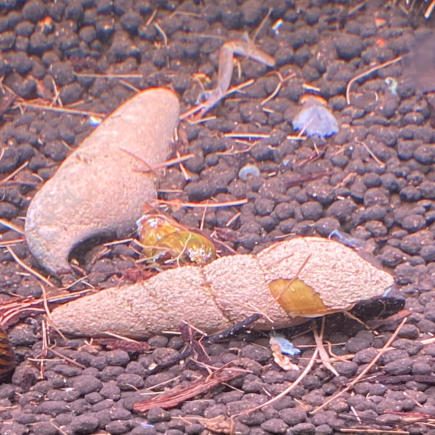 Chocolate Orange Rabbit Snail