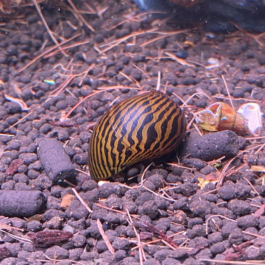 Zebra Nerite Snail - Neritina Natalensis