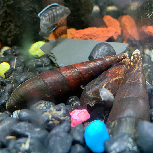 Devil Faunus Lava Snail