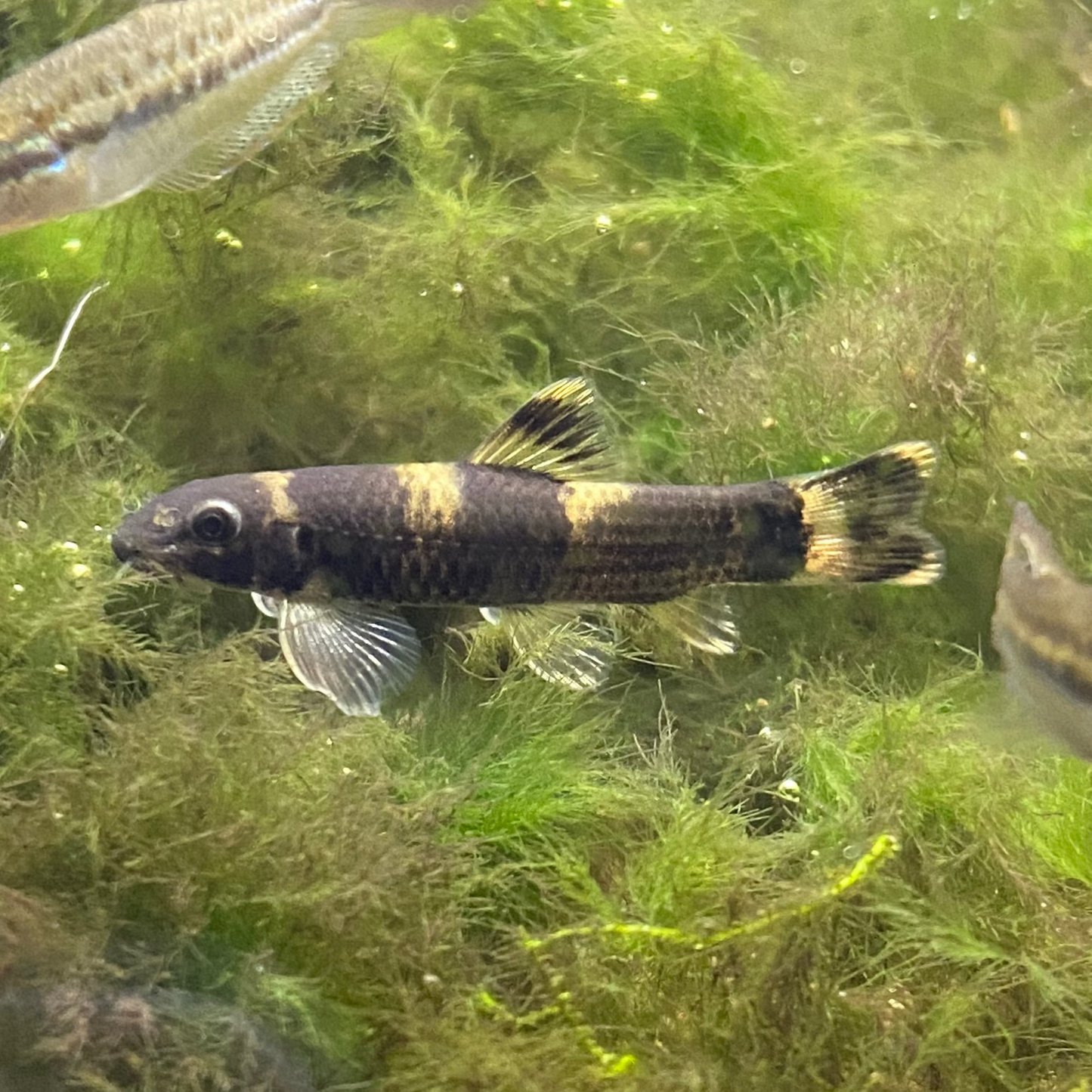 Panda Loach - Garra Flavatra