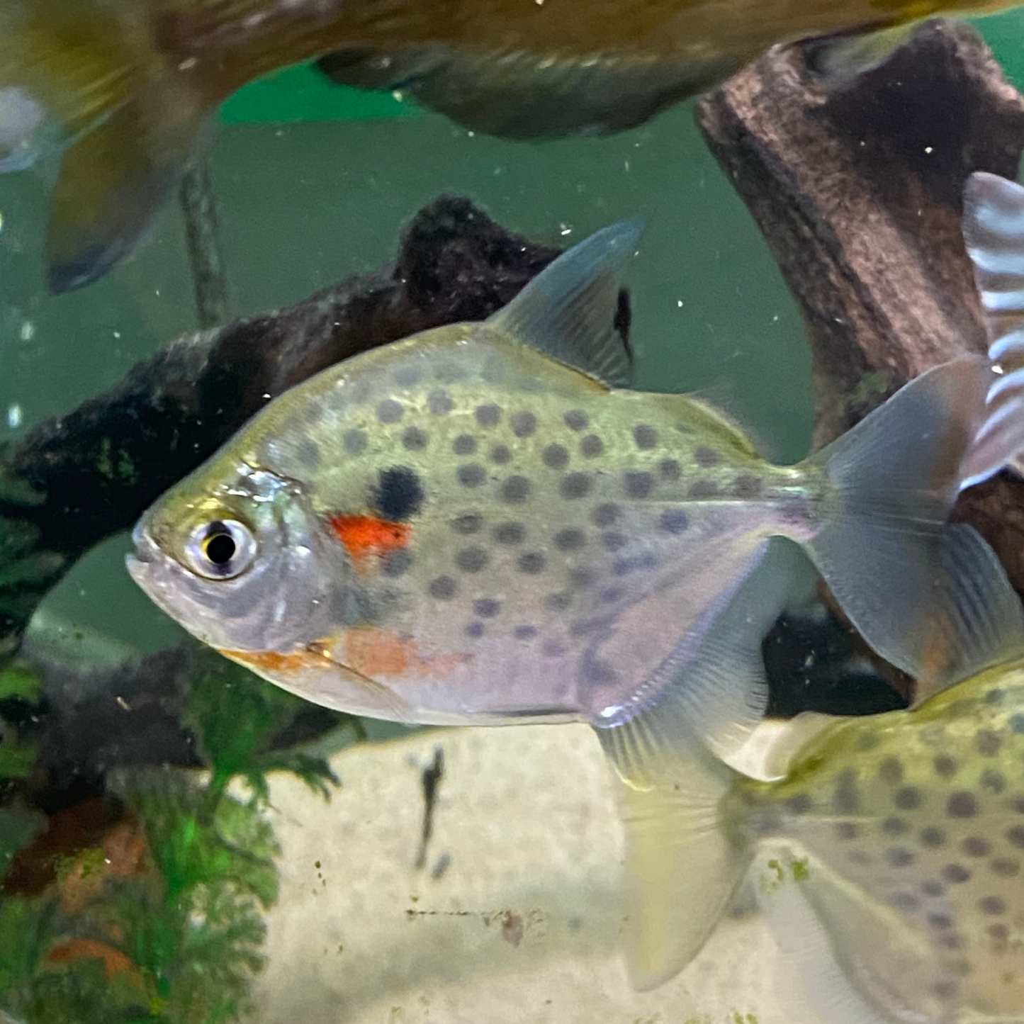 Spotted Silver Dollar