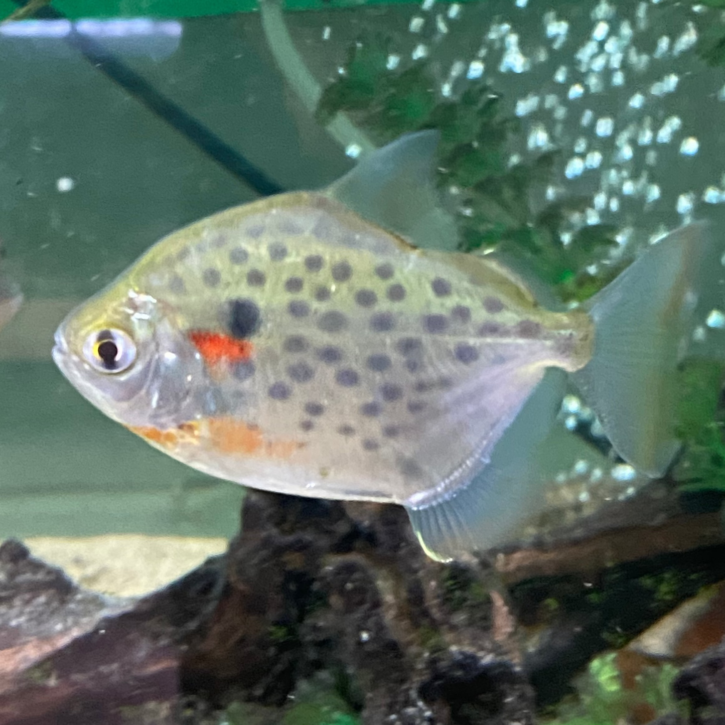 Spotted Silver Dollar
