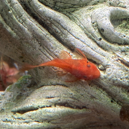 Super Red Bristlenose Pleco