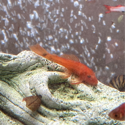 Super Red Bristlenose Pleco