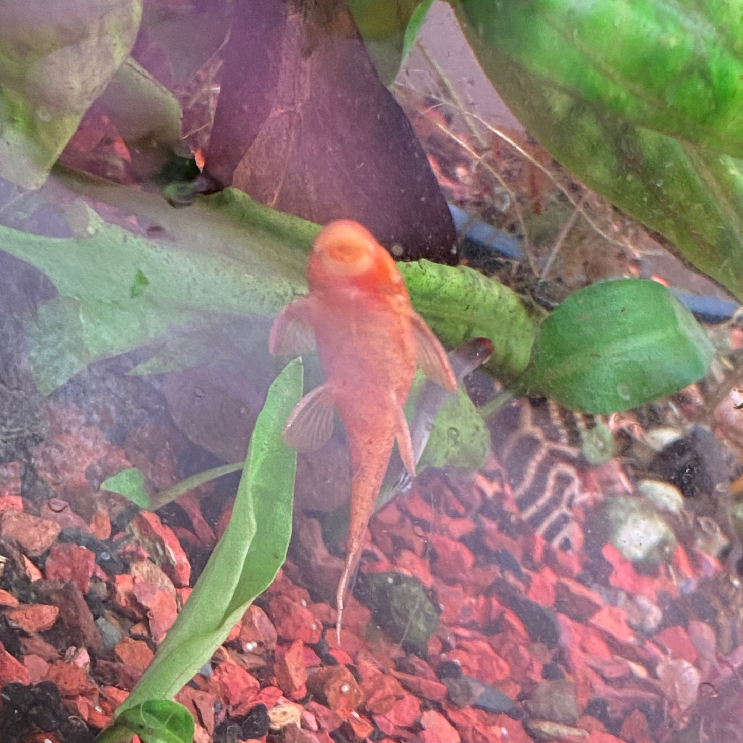Super Red Bristlenose Pleco