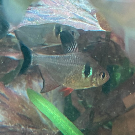 Black Phantom Tetra