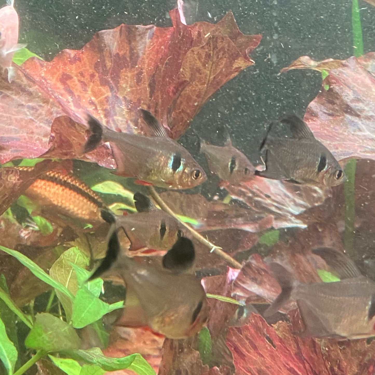 Black Phantom Tetra