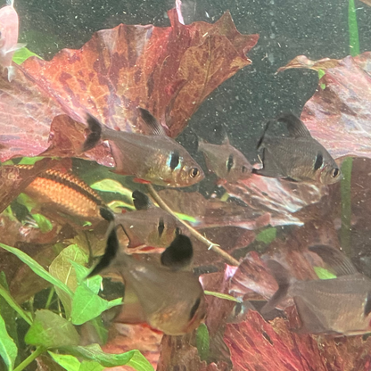 Black Phantom Tetra