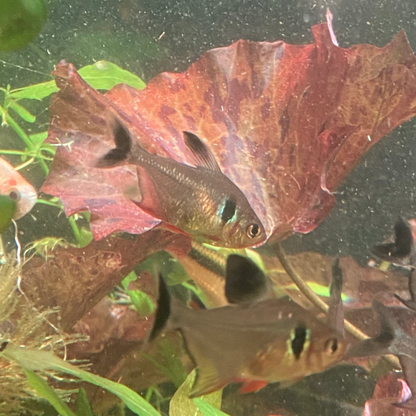 Black Phantom Tetra