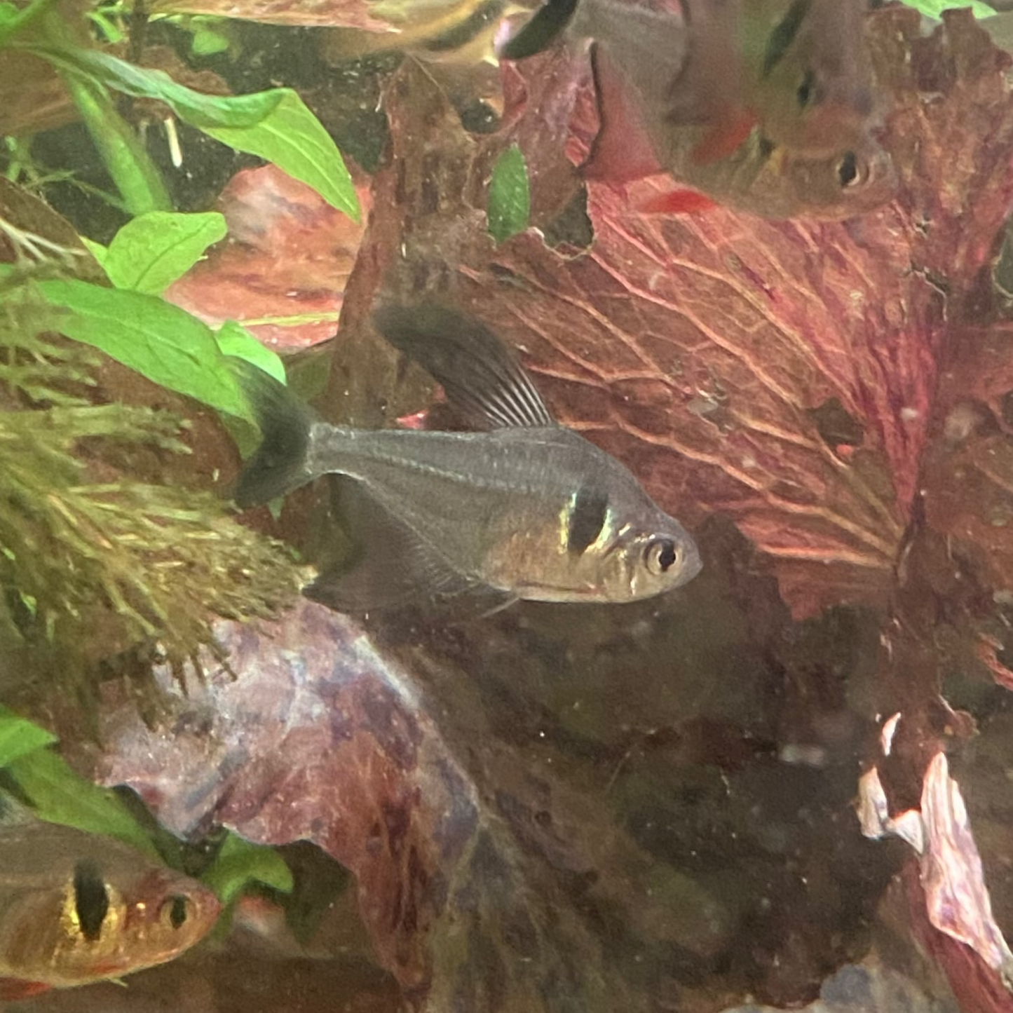 Black Phantom Tetra