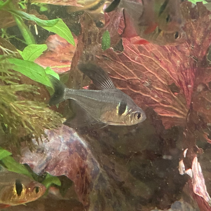 Black Phantom Tetra