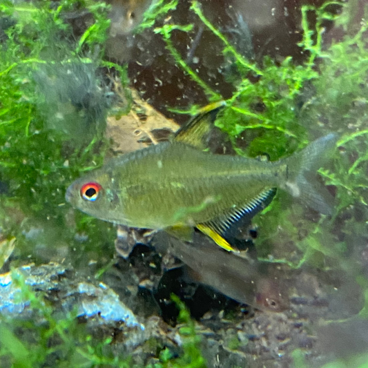 Lemon Tetra