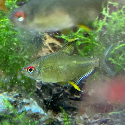 Lemon Tetra