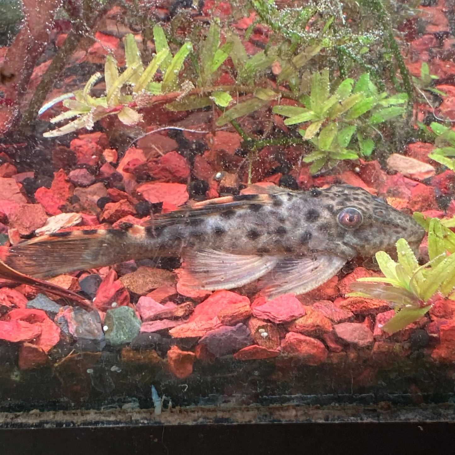 Three Beacon Pleco L-091 - Leporacanthicus Triactis