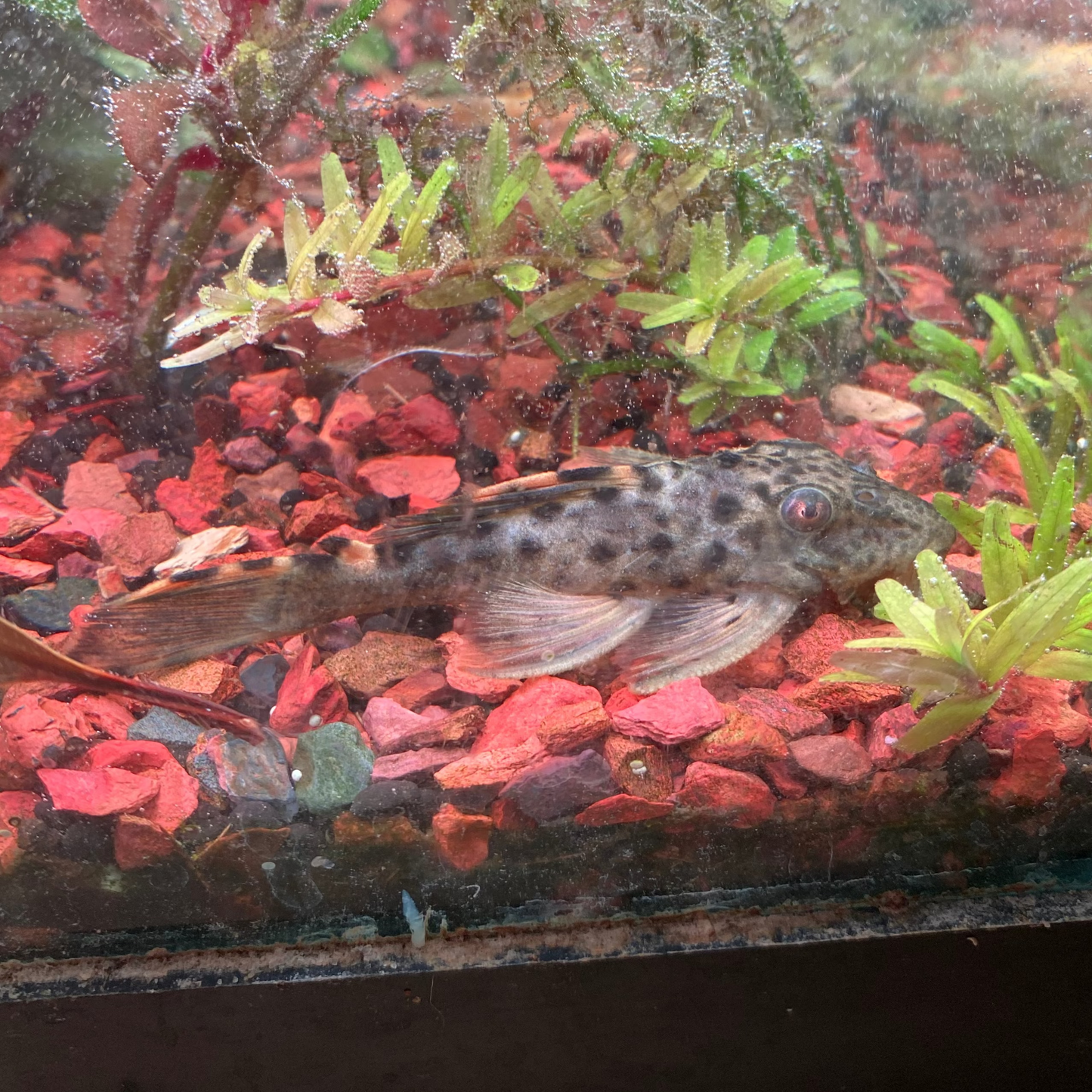Three Beacon Pleco L-091 - Leporacanthicus Triactis