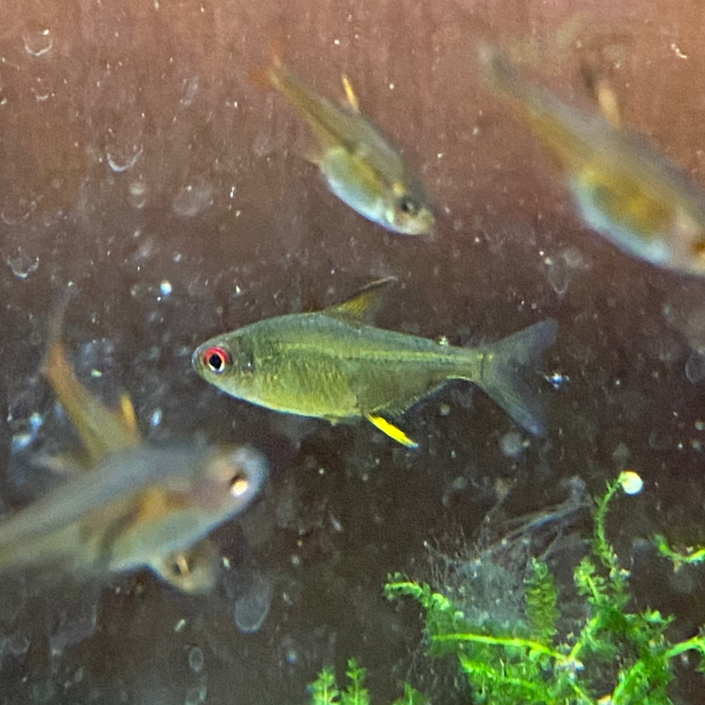 Lemon Tetra