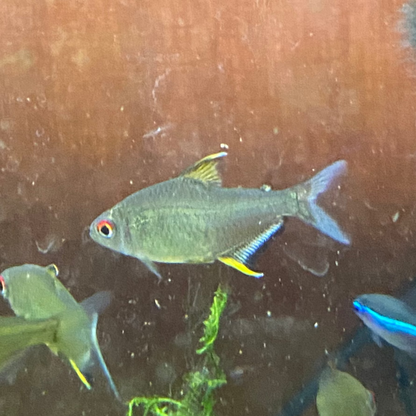 Lemon Tetra