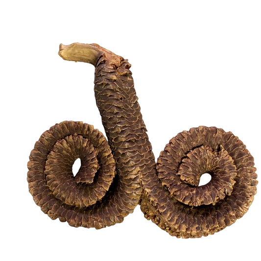Ramshorn Pod