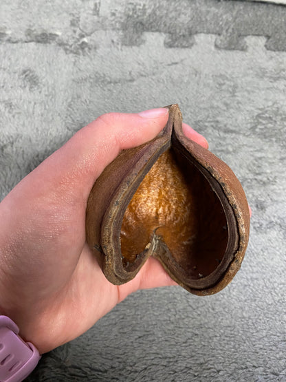 Buddha Pod