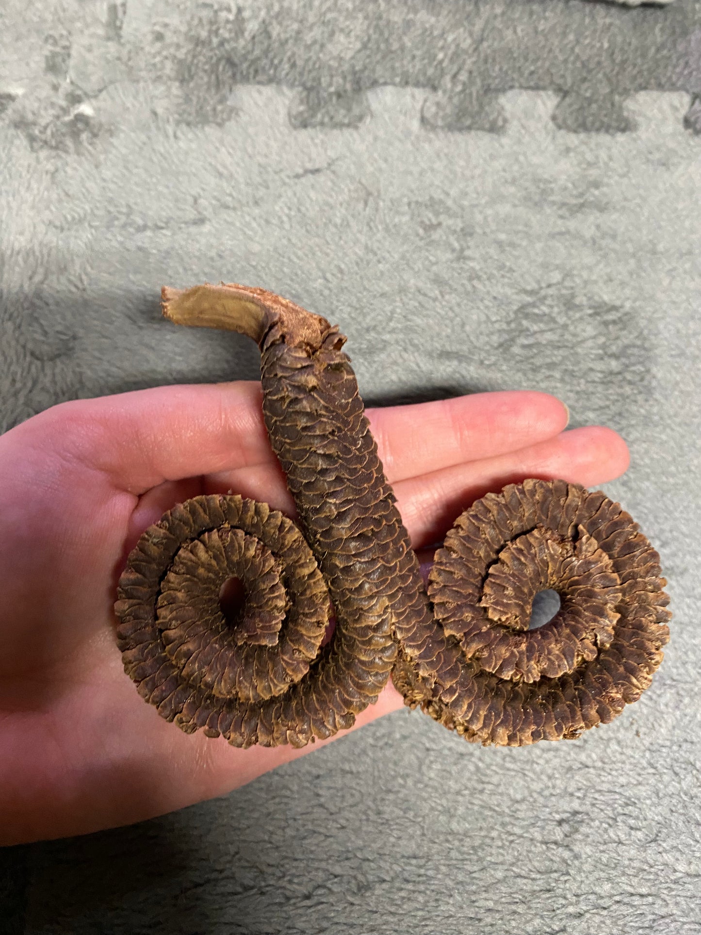 Ramshorn Pod