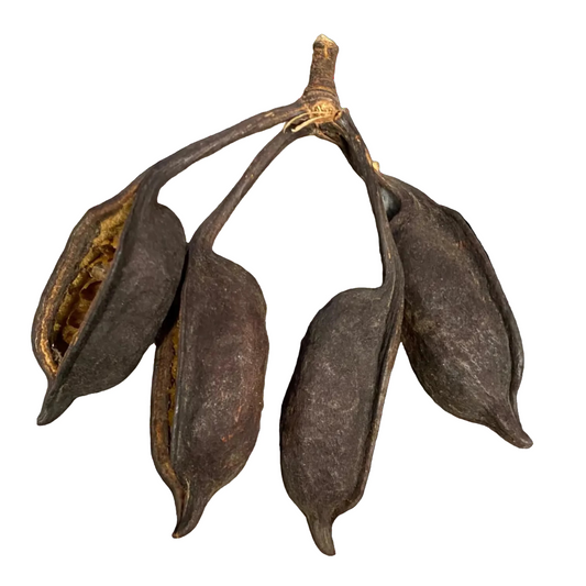 Bottle Pods