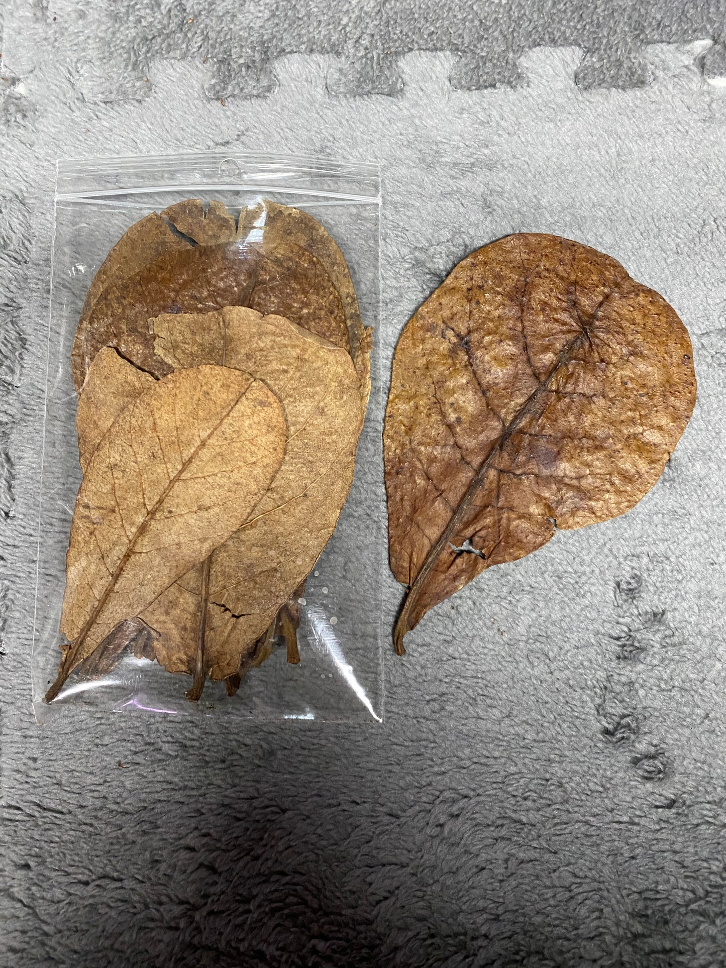 Indian Almond Leaves