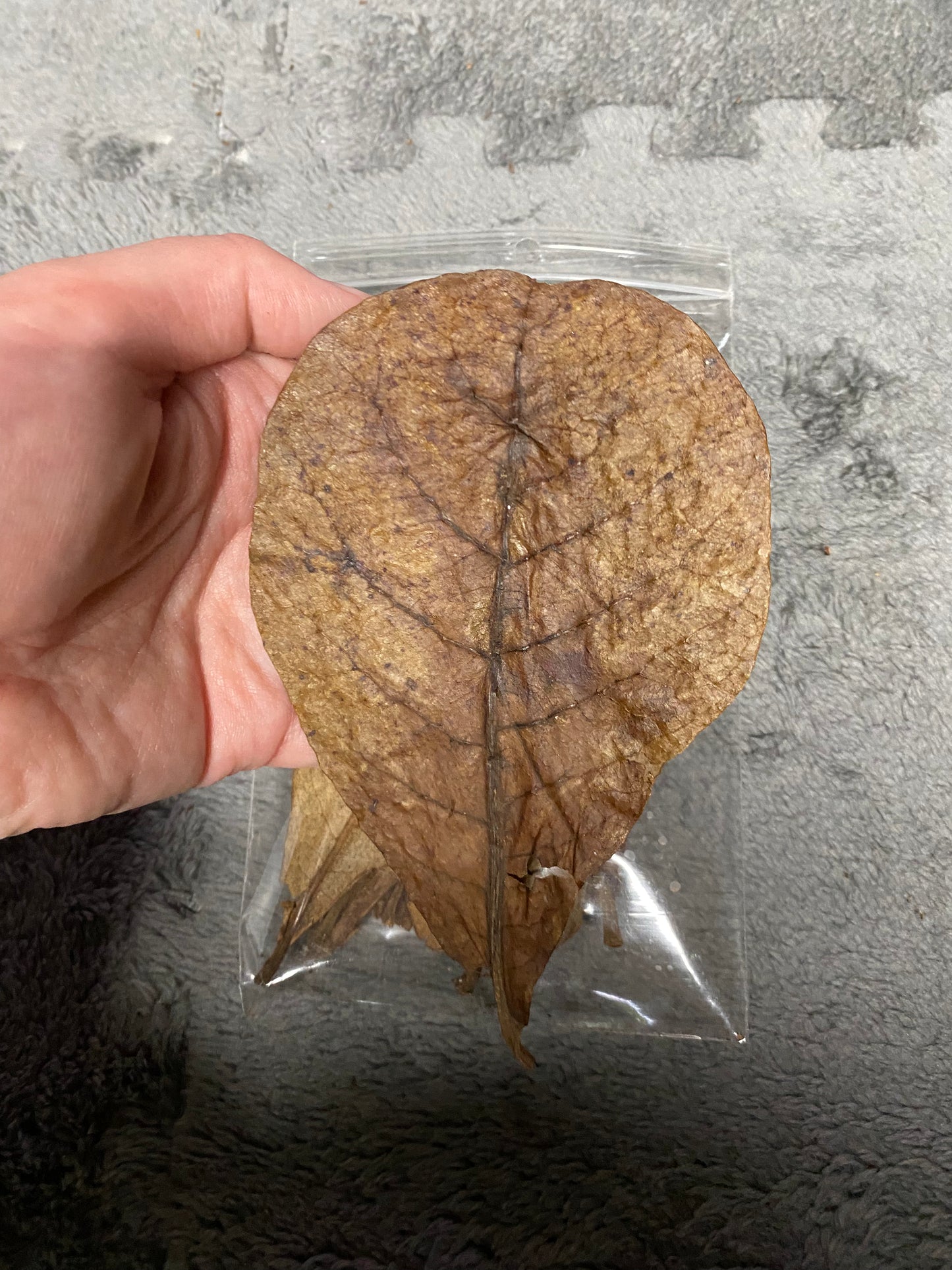 Indian Almond Leaves