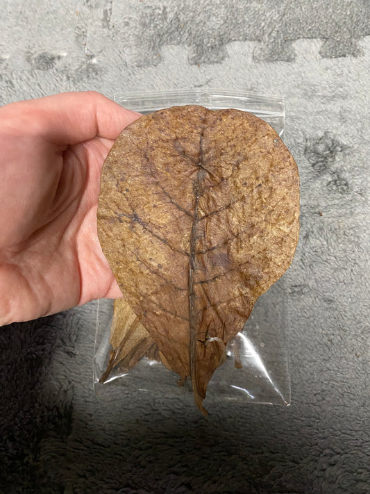 Indian Almond Leaves