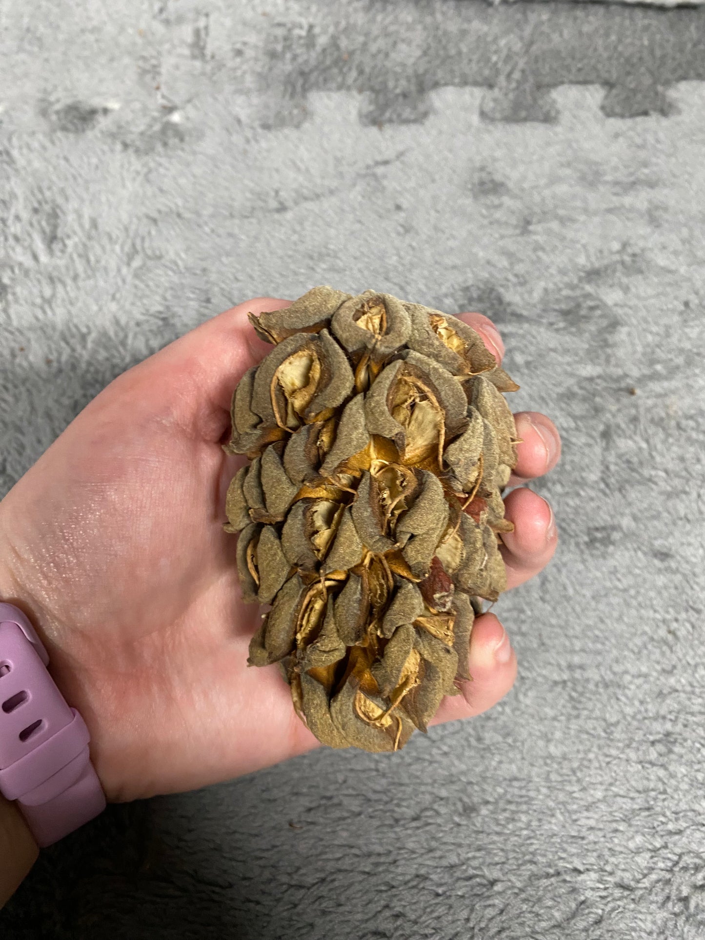 Magnolia Pod